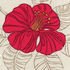 Hibiscus Fushia